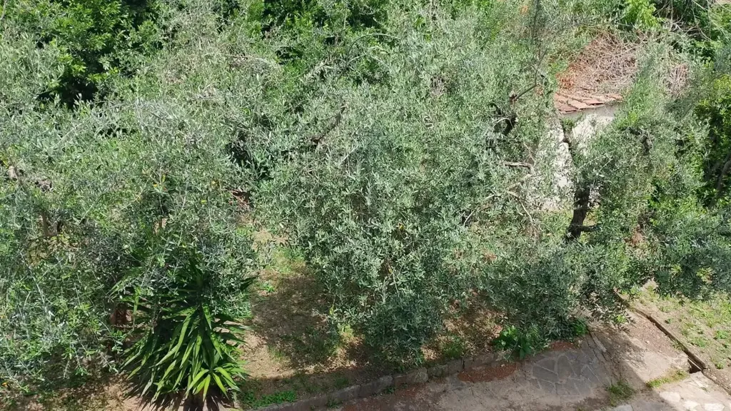 Õhuvaade - Villa with Garden in Moriano, Lucca