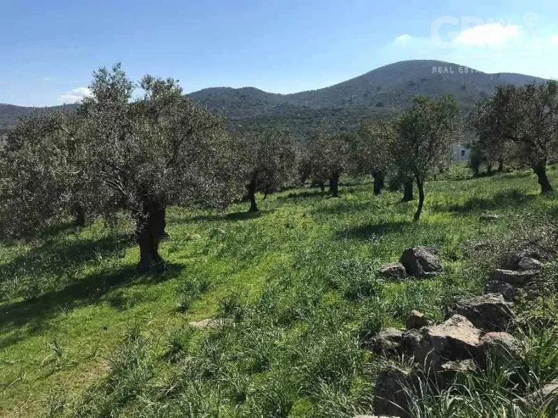 Aed - Investment Plot in Skala Misegnou, Lesvos