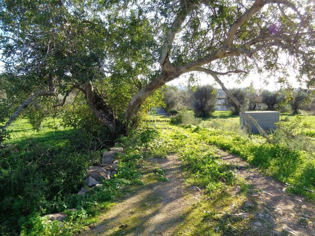 Jardin - Luxury House with Garden in Loulé
