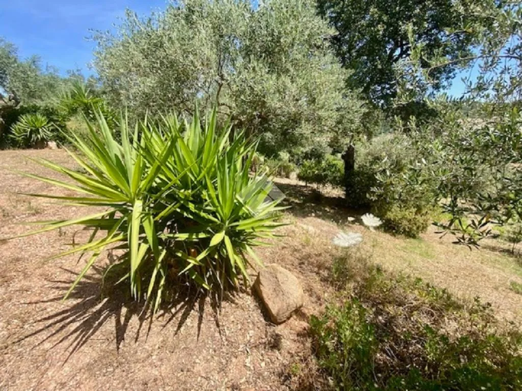 Giardino - Rustico with Olive Grove in Alghero