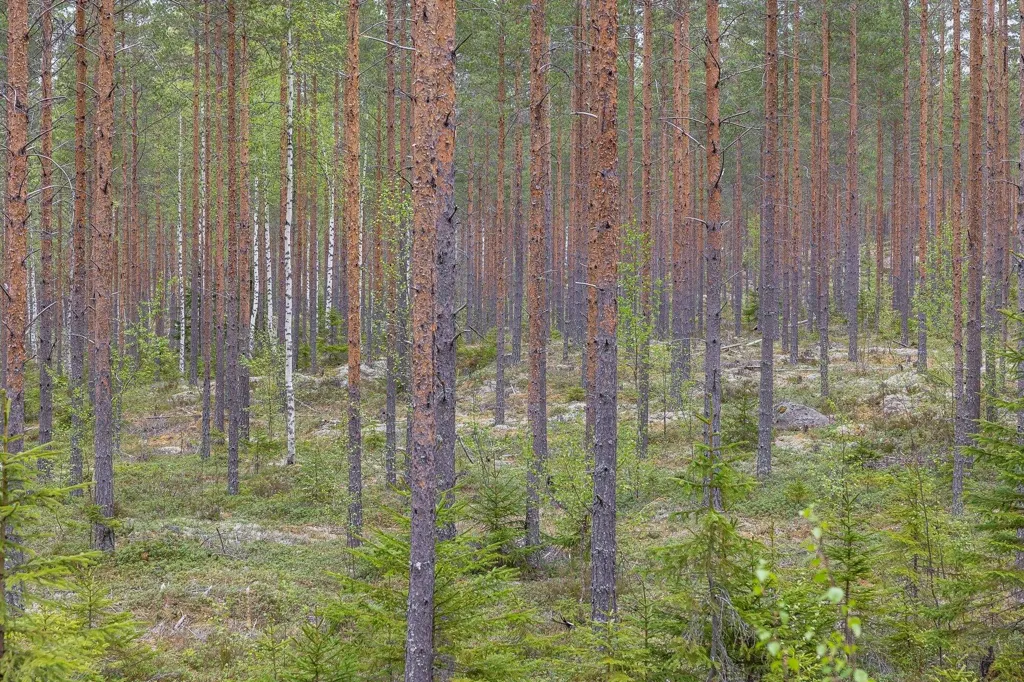 Forest Property with Timber in Ljusdal