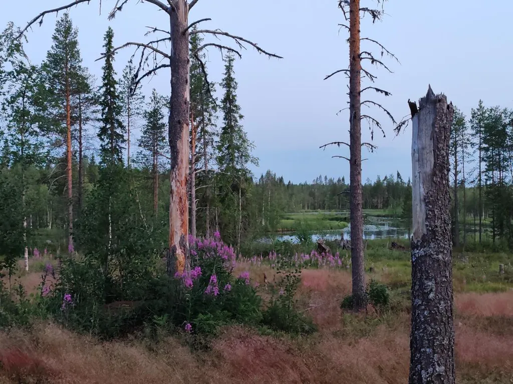 Sauna Cabin with River View in Simosenniemi