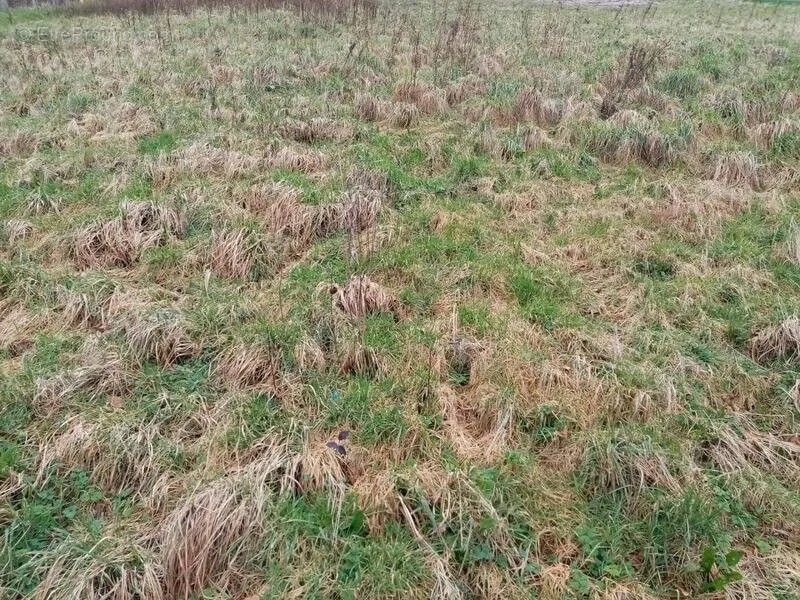 Jardin - Terrain à Bâtir Viabilisé à Normanville