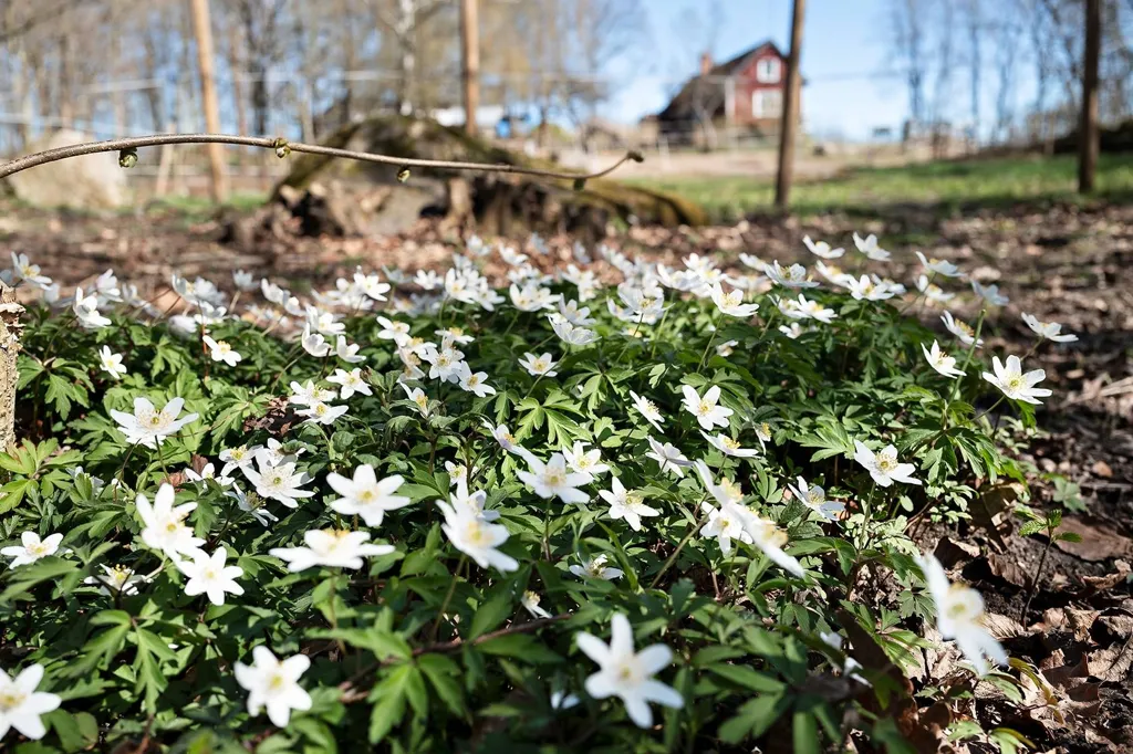 Jardin - Charming Villa with Lake View in Snäckestad