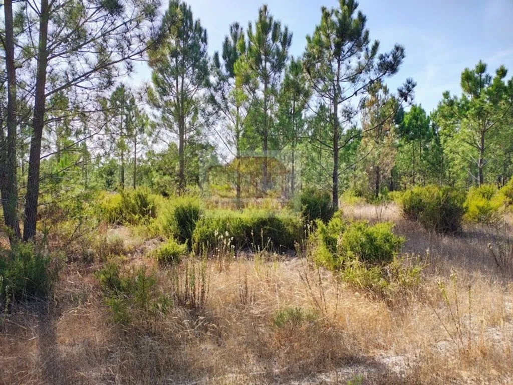 Jardin - Buildable Land with Pool Potential in Grândola