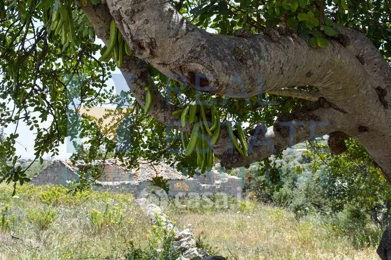 Garden - Rustic Cottage with Olive Grove in Modica