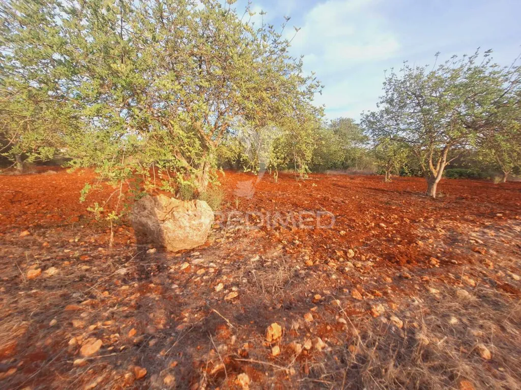 Aed - Rustic Plot near National Road in Vale Judeu