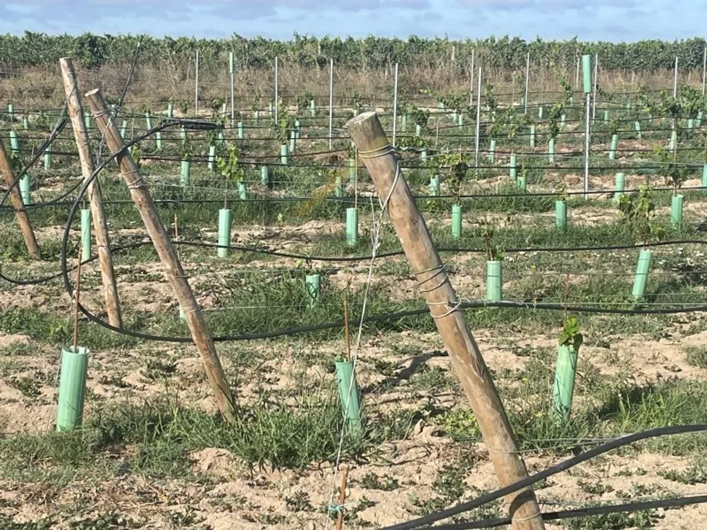 Garden - Vineyard with Production in Palmela