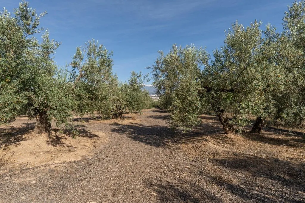 Aed - Buildable Land with Granada Views in Albolote