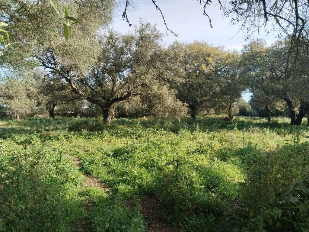 land_plot