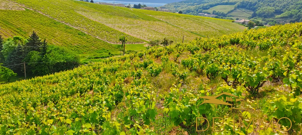 Vignes AOC Juliénas dans le Beaujolais