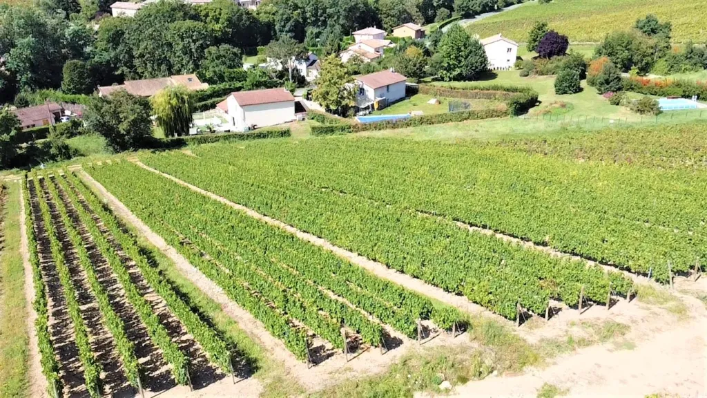 Vue aérienne - Vignes AOC Juliénas dans le Beaujolais