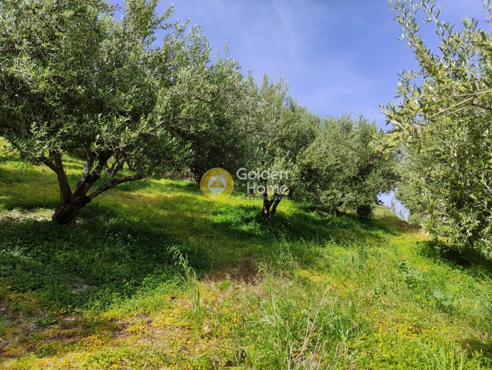 Jardin - Buildable Plot with Olive Trees in Kerasia