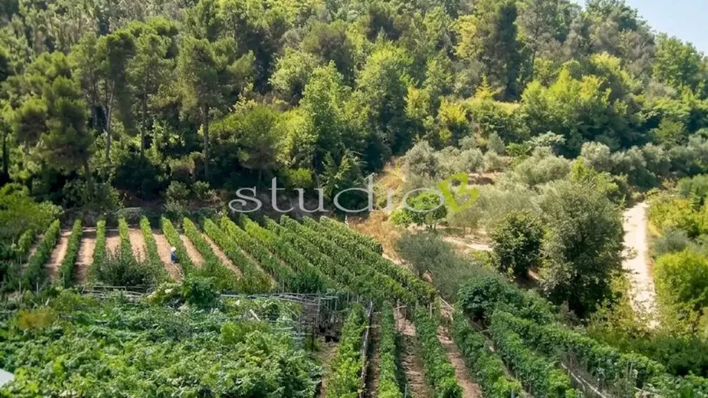 Garden - Rustic House with Vineyard in San Biagio della Cima