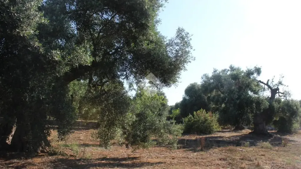 Jardin - Rustic Farmhouse with Pool Potential in Carovigno