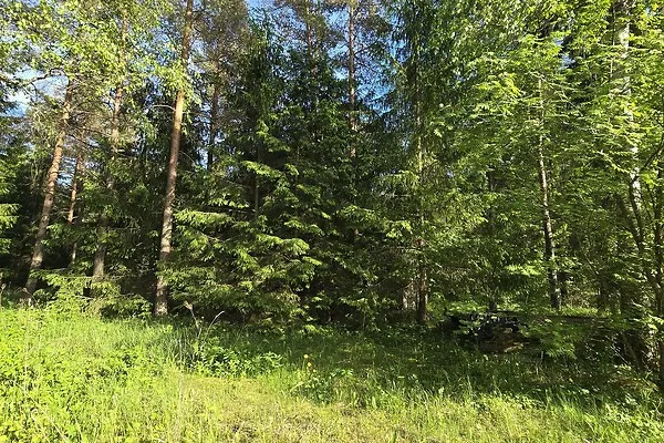 Aed - Country Plot with Forest Access in Koppelmaa