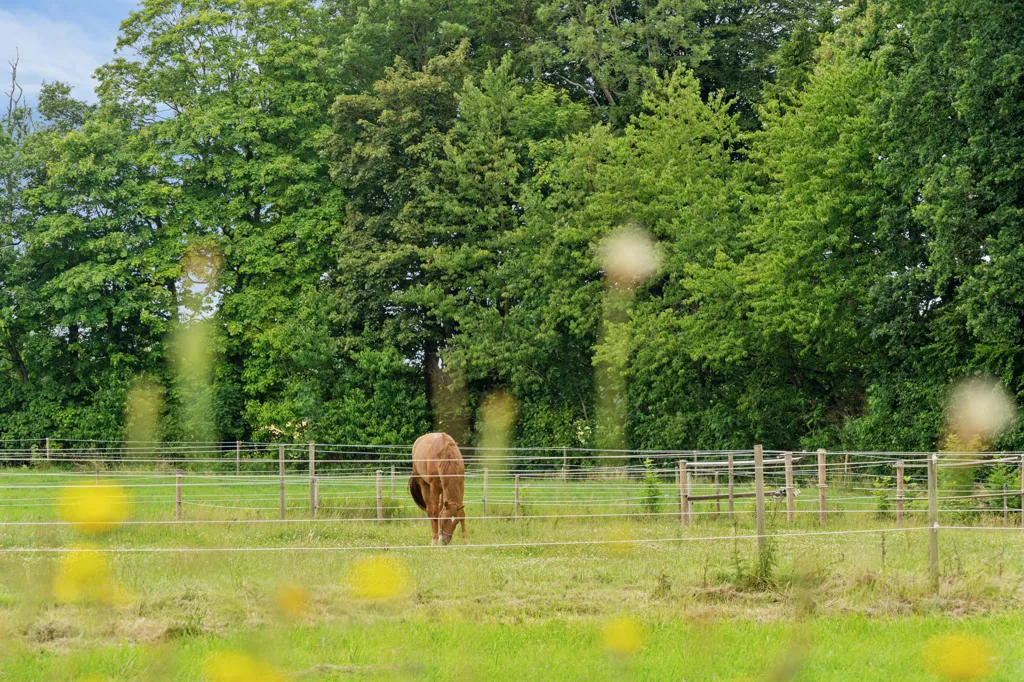 Jardin - Equestrian Estate with Spa in Vinding
