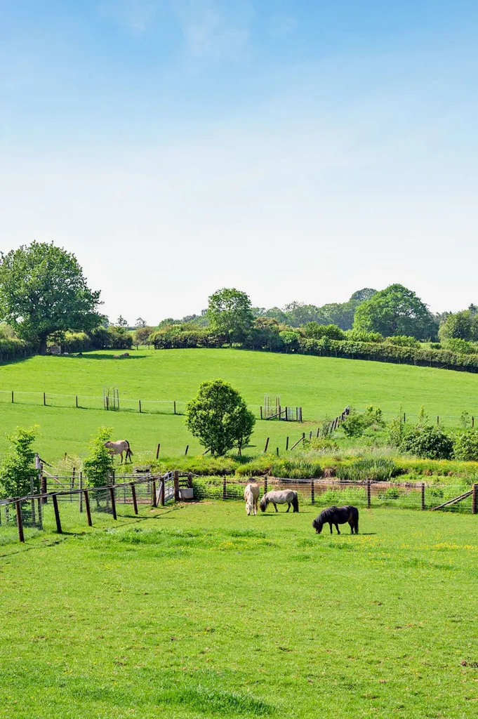 Giardino - Casa con 7 camere a Diddlebury