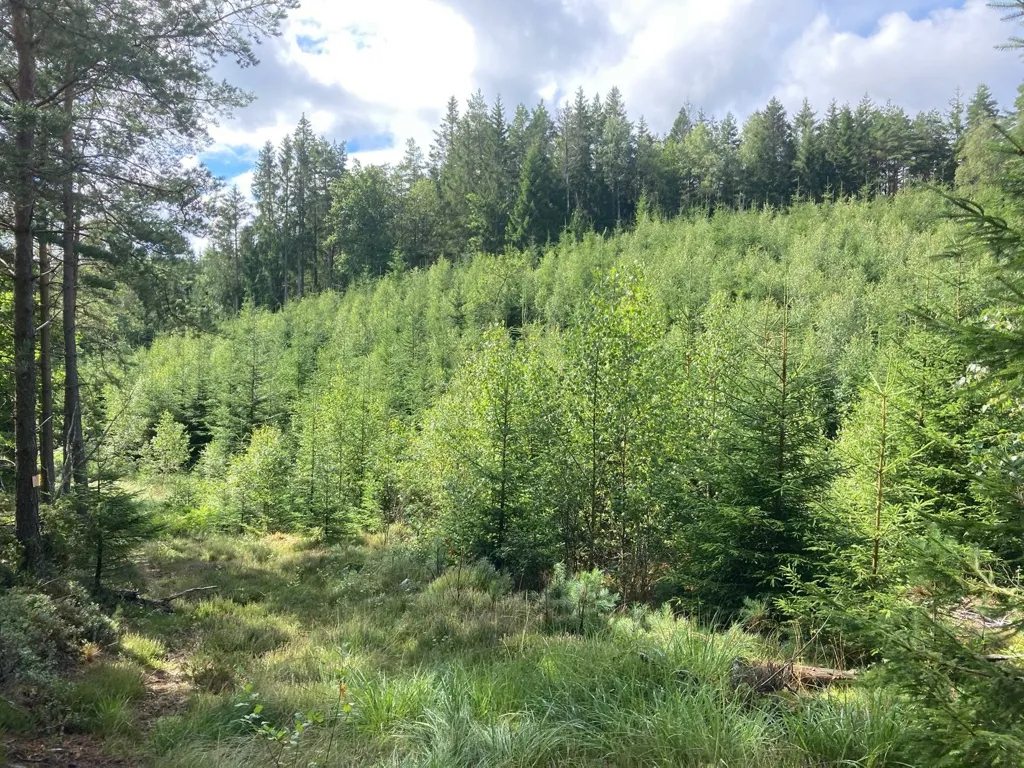 Jardin - Forest Land with Timber in Fröstebo-Gråbo