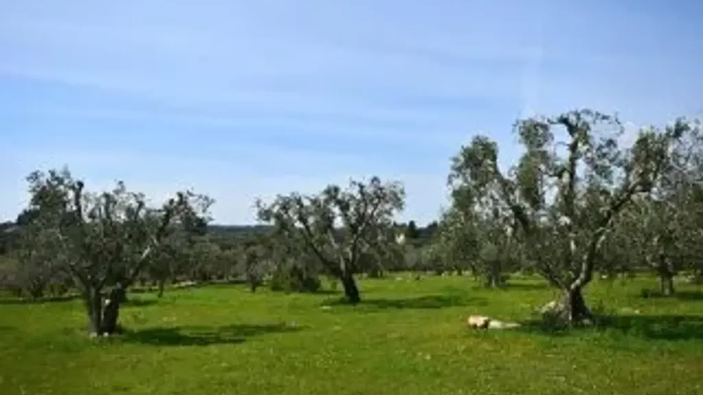 Jardin - Restoration Villa with Garden in Cisternino