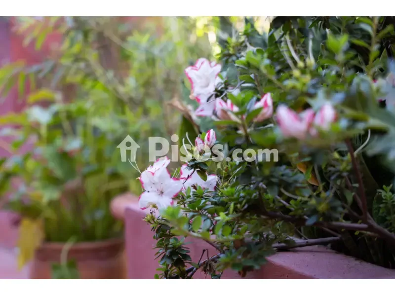 Garten - Penthouse with Sea Access in La Alcaidesa