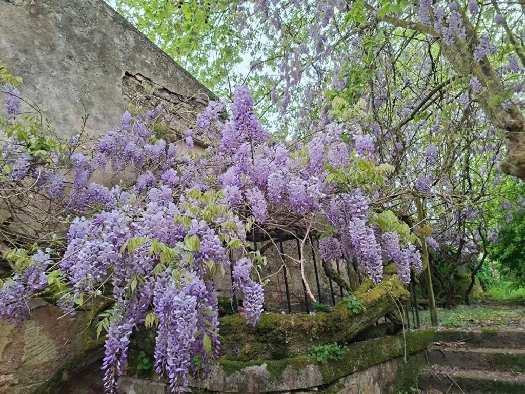 Aed - Charming Stone House with Garden in Pauillac
