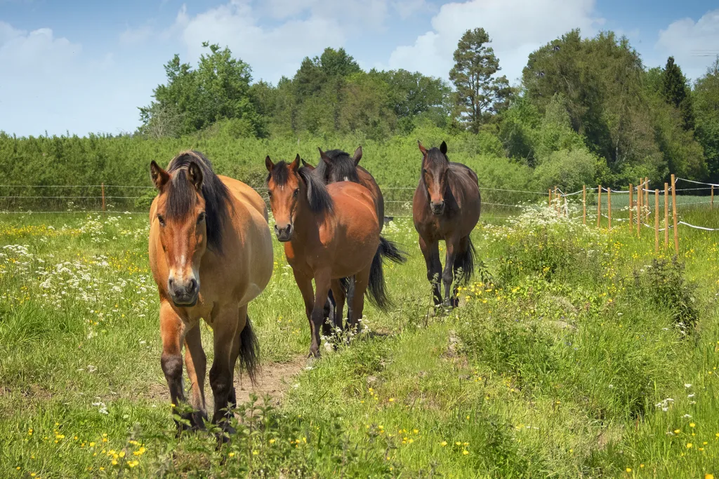Aed - Equestrian Estate with Stables in Kolbäck