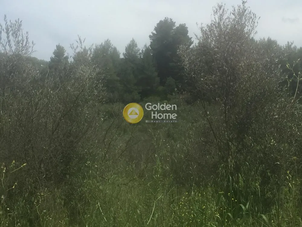 Aed - Agricultural Plot with Olive Trees in Avgoria