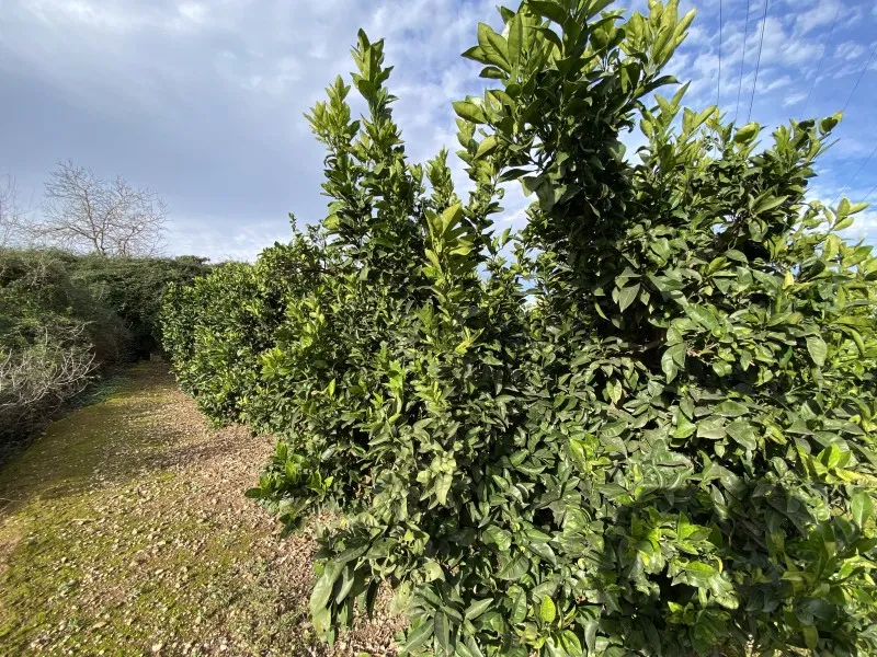 Jardin - Orchard Field with Orange Trees near Anna