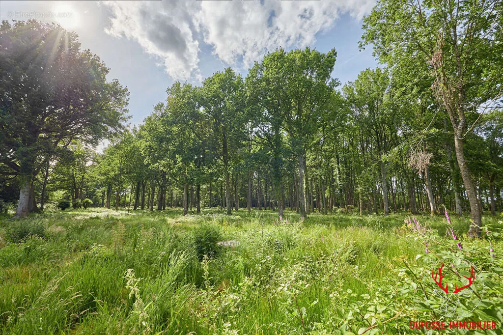 Aed - Chaumière with Forest in Private Domain