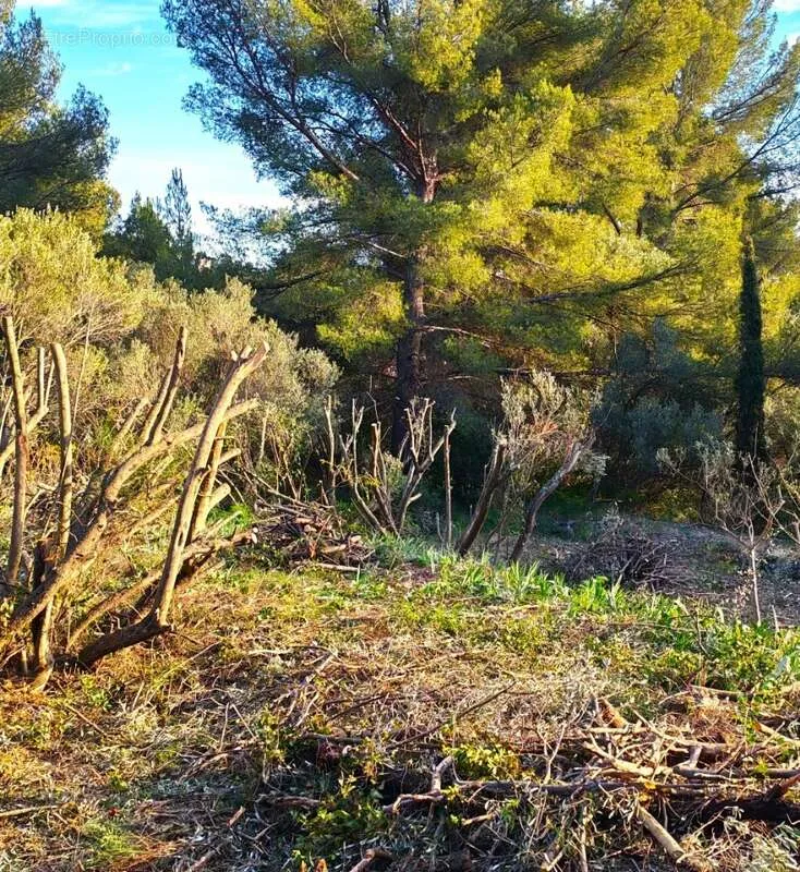 Aed - Buildable Plot with Garden in Toulon