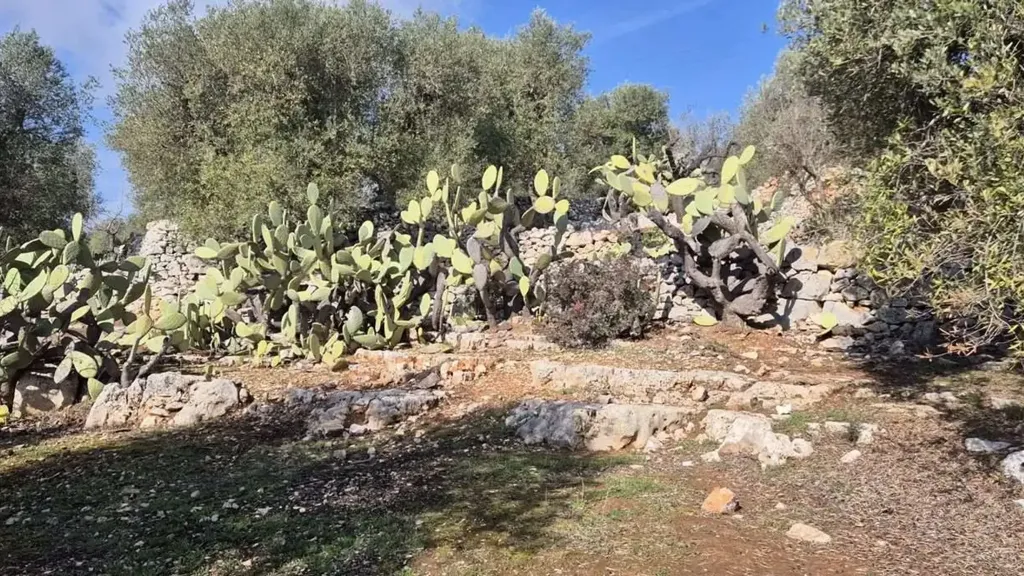 Aed - Rustic Trullo to Renovate in Ostuni