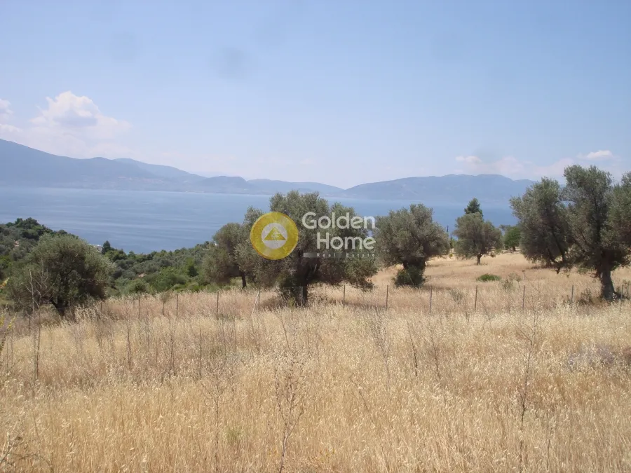 Garden - Plot with Sea View in Messapia - Nerotrivia