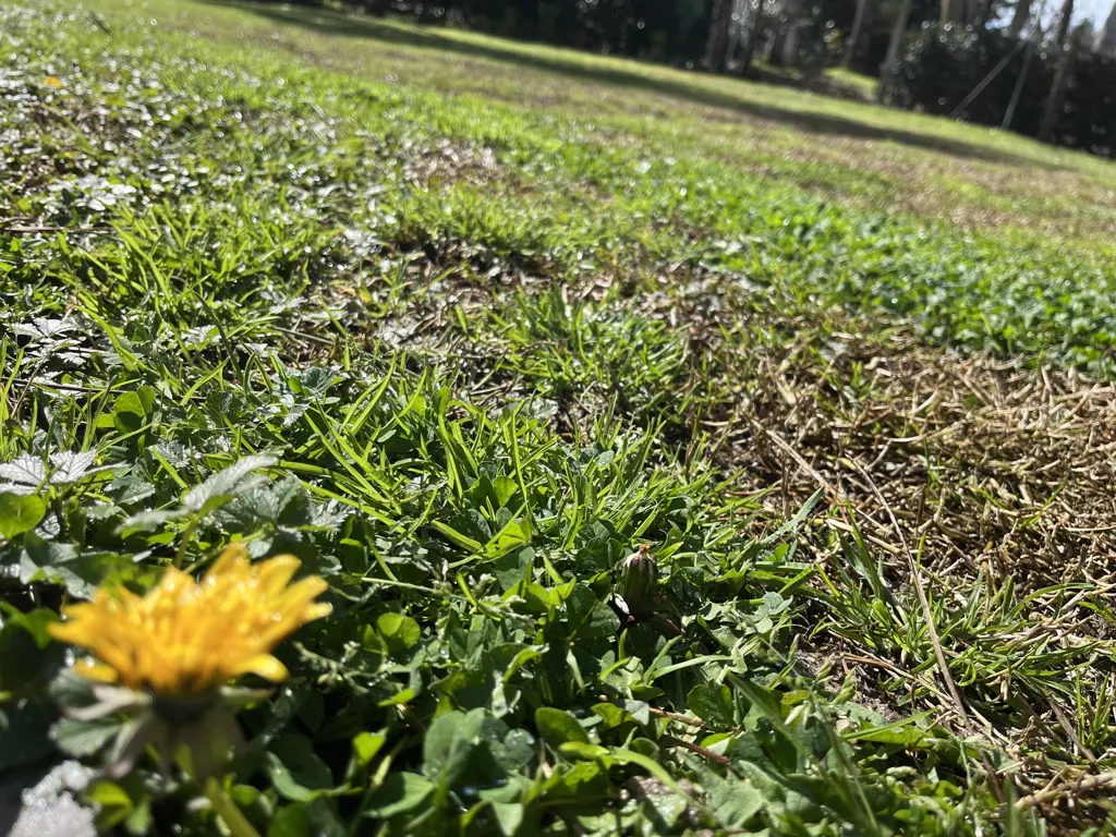 Jardin - Terrain à Bâtir à Roaillan, Proche des Commodités
