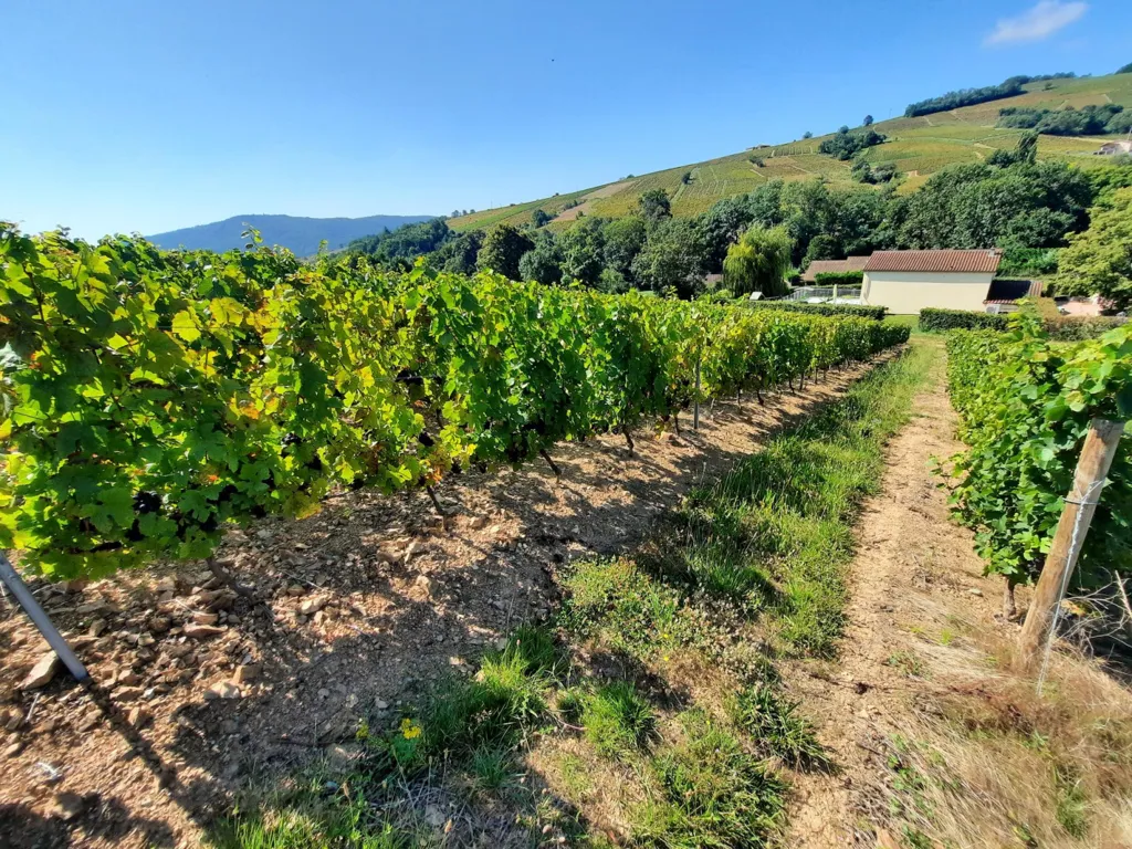 Jardin - Vignes AOC Juliénas dans le Beaujolais