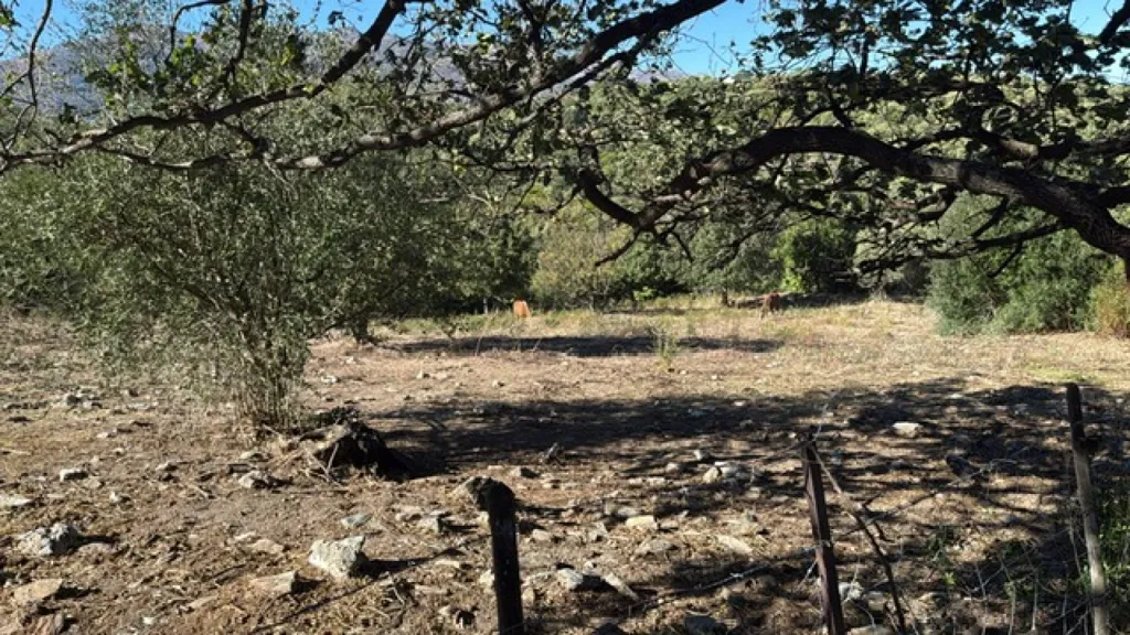 Aed - Buildable Land with Garden in Rapale