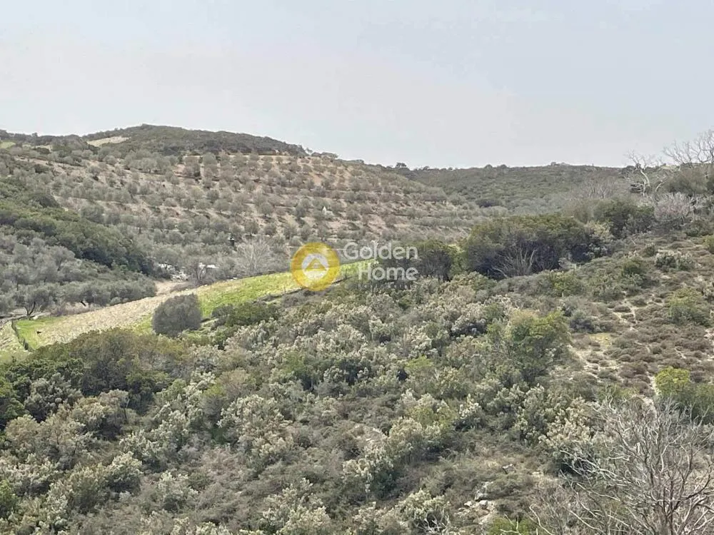 Aed - Buildable Plot with Olive Trees in Floria, Selino