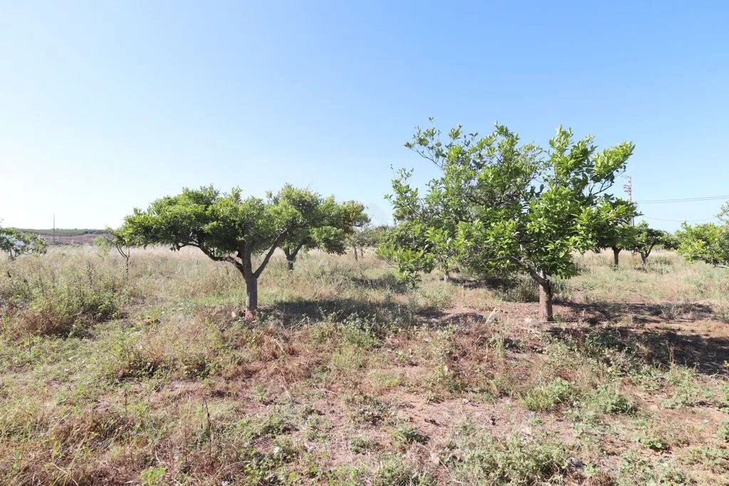 Aed - Luxury House with Agricultural Potential in Faro
