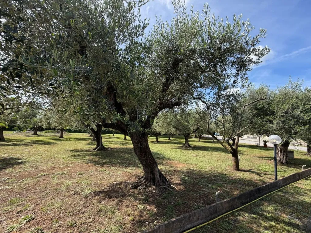 Jardin - Rustic Villa with Garden in Lanuvio