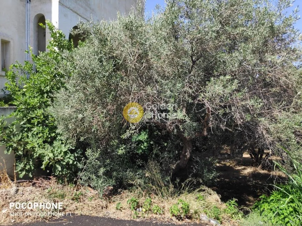 Aed - Plot with Olive Trees in Heraklion, Crete