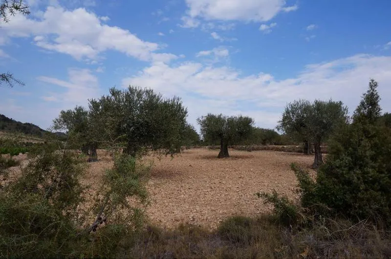 Garden - Large Plot in Yecla