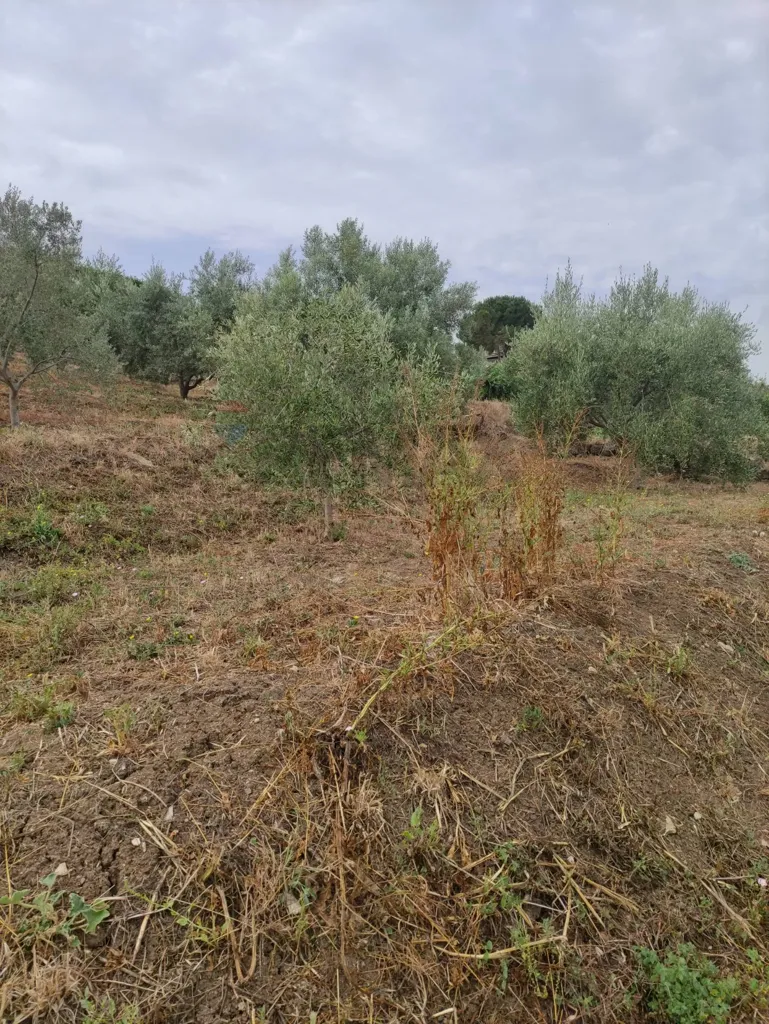 Aed - Agricultural Land with Olive Trees in Bagheria