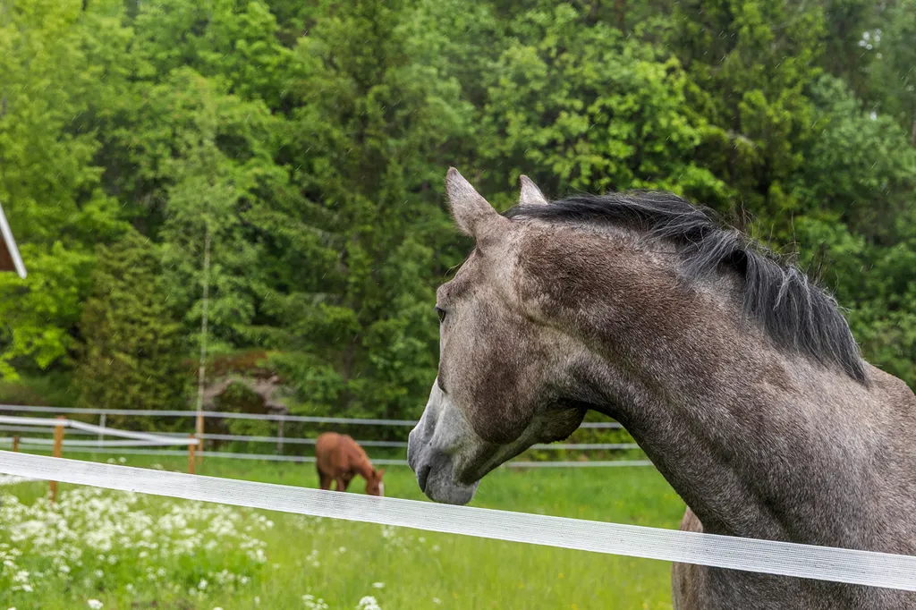 Garden - Complete Horse Farm with Residence in Rural Area
