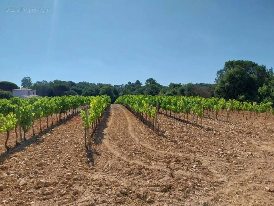 Terrain à Cogolin