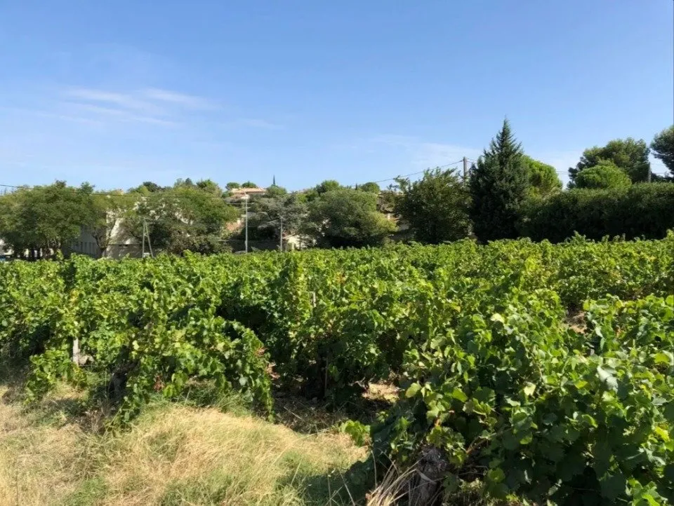 Jardin - Terrain à Bâtir avec Vue Sud à Vacqueyras