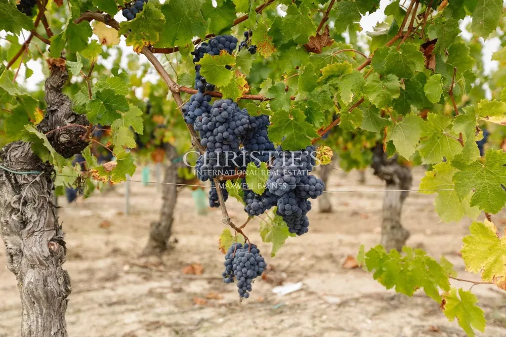 Giardino - Vineyard Estate with Pomerol Lease in Saint-Emilion