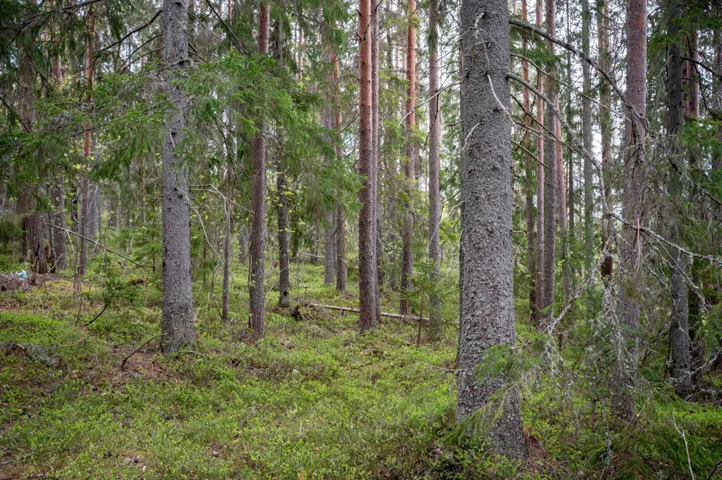 Forest Cottage with Eco Heating in Hälledal