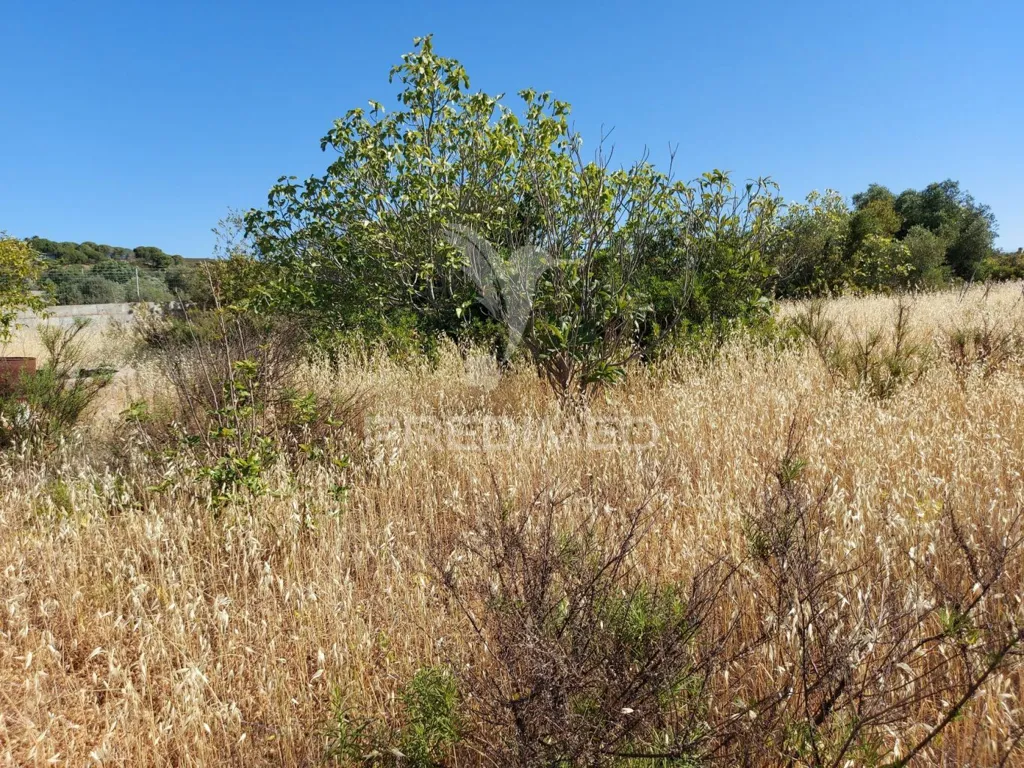 Aed - Delimited Land with Fruit Trees near Lagos
