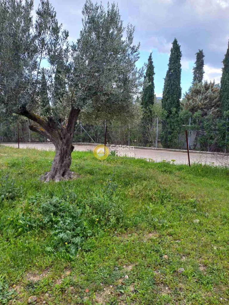 Aed - Agricultural Plot with Sea View in Markopoulo