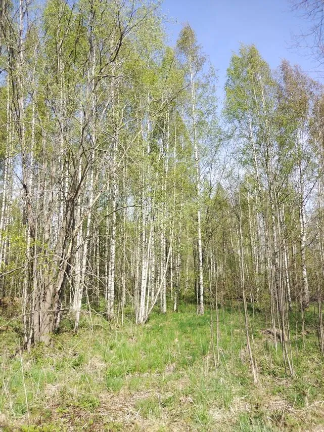 Aed - Undeveloped Plot near Virojoki Centre